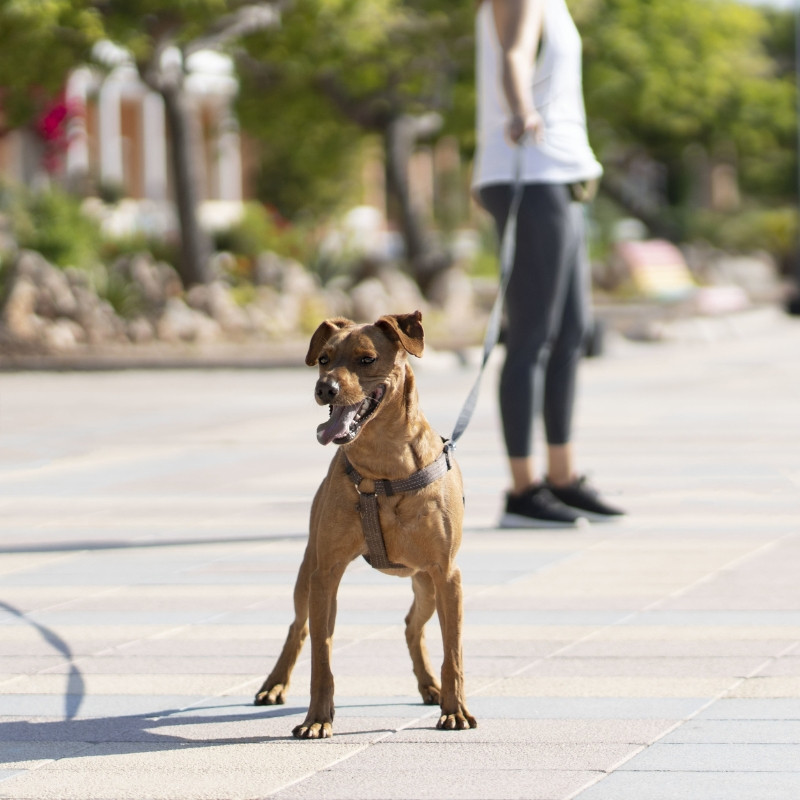  Sacs à déjections canines 2