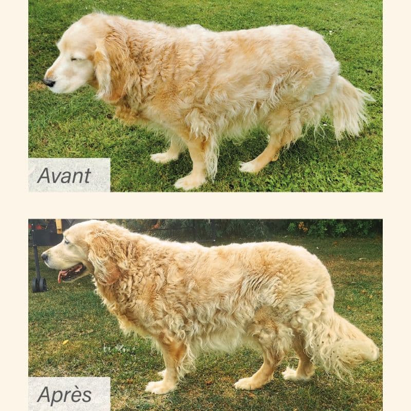  Senior+ | Chien adulte ou âgé avec troubles de la fonction rénale, ostéoarticulaires ou cardiaquesPro-Nutrition Flatazor 4