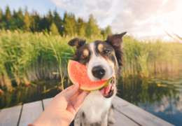 Comment protéger mon chien pendant les fortes chaleurs ?